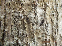 Allocapnia vivipara
