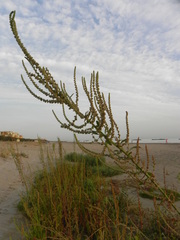 Amaranthus tuberculatus