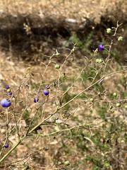 Dianella tarda