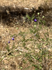 Dianella tarda