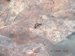Allocapnia vivipara