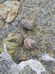 Littorina brevicula