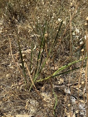 Dianella tarda