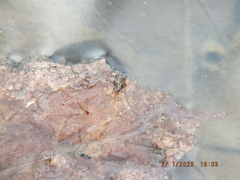 Allocapnia vivipara