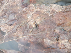 Allocapnia vivipara
