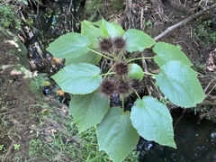 Entelea arborescens