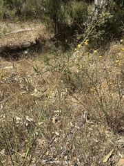 Dianella tarda