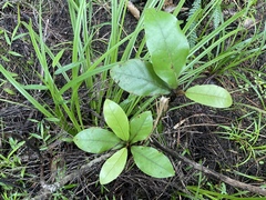Beilschmiedia tarairi