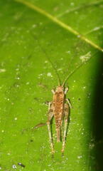 Aphonoidini