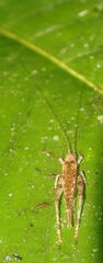 Aphonoidini