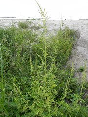 Amaranthus tuberculatus