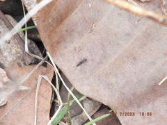 Allocapnia vivipara