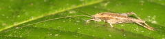 Aphonoidini