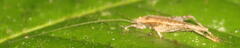 Aphonoidini