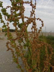 Amaranthus tuberculatus
