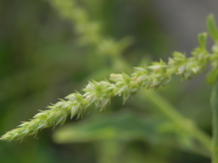 Amaranthus tuberculatus
