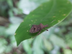 Acanthocoris sordidus