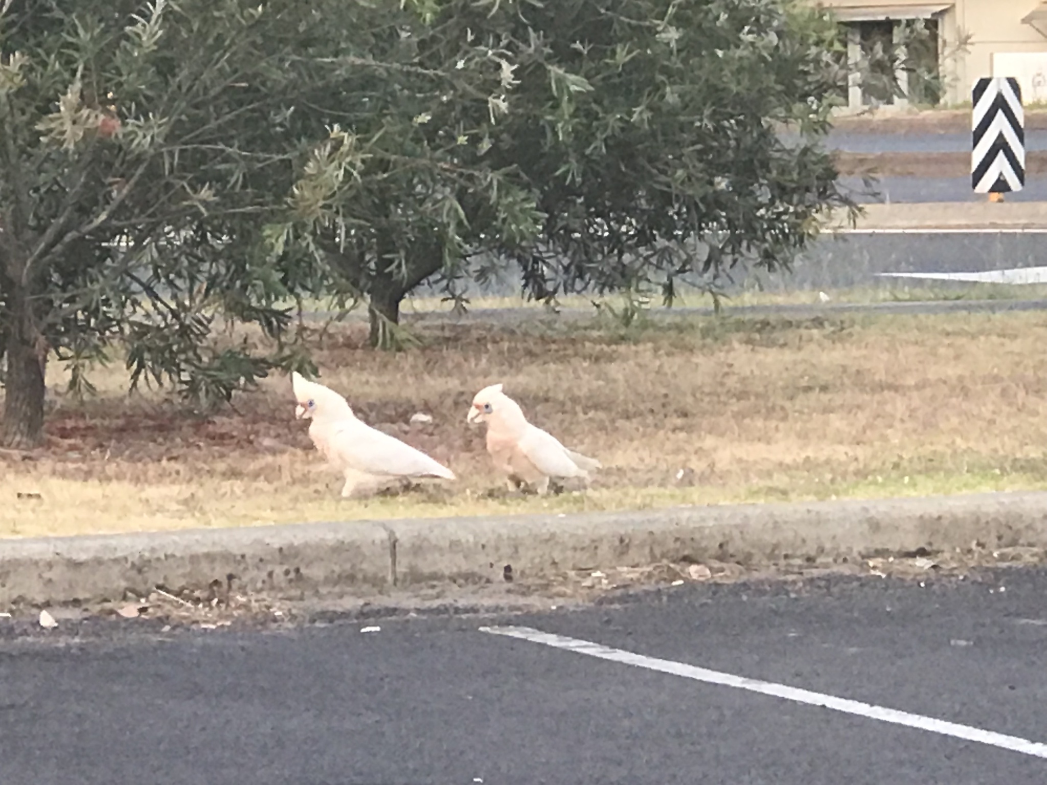 Western Corella illustration
