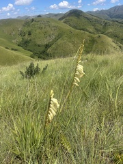 Watsonia watsonioides