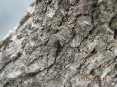 Allocapnia vivipara