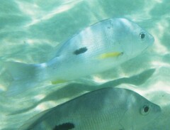 Lutjanus russellii