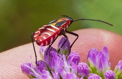 Dysdercus nigrofasciatus