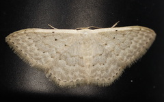 Idaea philocosma