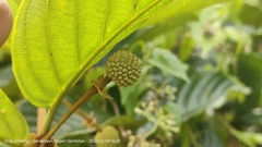 Uncaria