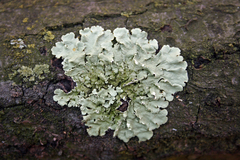 Flavoparmelia caperata