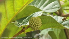 Uncaria