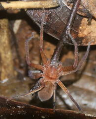 Heteropodinae