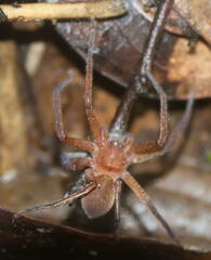 Heteropodinae
