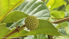 Uncaria
