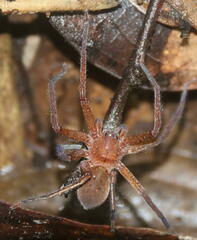 Heteropodinae