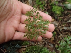 Hymenophyllum