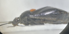 Deraeocoris scutellaris