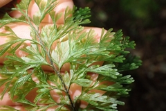 Hymenophyllum