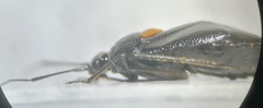 Deraeocoris scutellaris