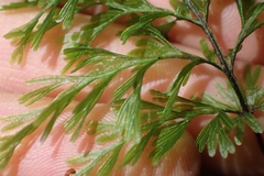 Hymenophyllum