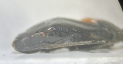 Deraeocoris scutellaris