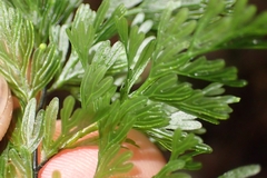 Hymenophyllum