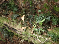 Hymenophyllum