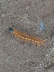 Scolopendra