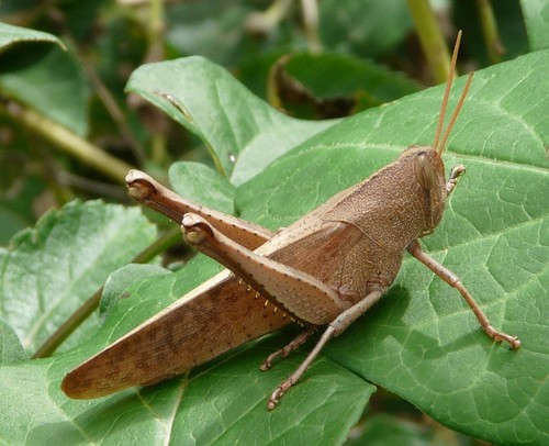 Mischievous Bird Grasshopper photo 4