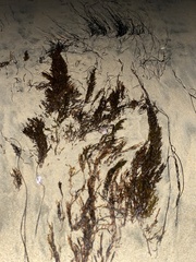 Sargassum horneri