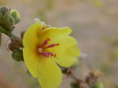 Verbascum sinuatum