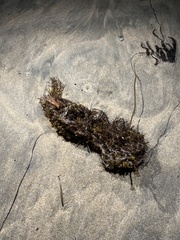 Sargassum horneri
