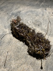Sargassum horneri