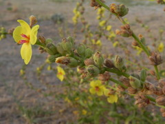 Verbascum sinuatum