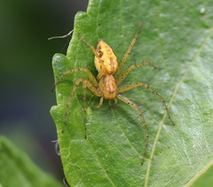 Oxyopes punctatus